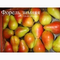 Саженцы плодовых деревьев мелкий опт