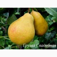 Саженцы плодовых деревьев мелкий опт