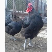 Продам циплята джерсийский гигант, инкубационное яйцо