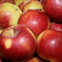 Продам саженцы плодовых деревьев