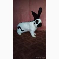 Німецький строкач.Продам