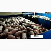 Купити поросят. Продаж поросят оптом
