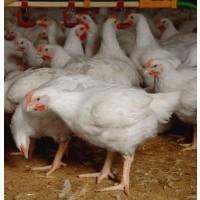 Продам домашних Бройлеров ОПТОМ