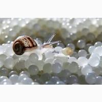 Малёк улитки Helix Aspersa Muller
