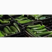 Продам кабачки (Испания)