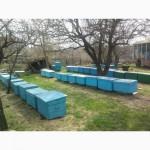 Продажа пчел. Продажа пчелопакетов. Луганск. 2020 год