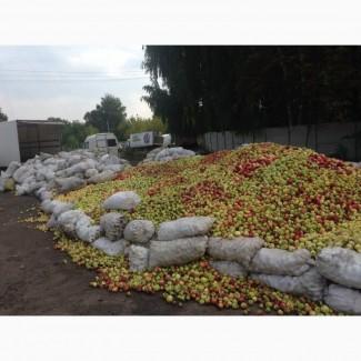 Яблоко на переработку