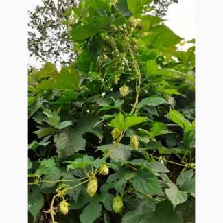 Продам шишки хмеля