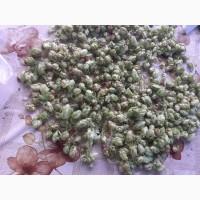 Продам шишки хмеля