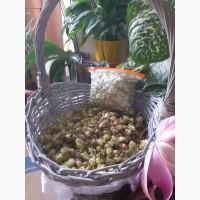 Продам шишки хмеля