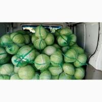 Продам капусту сорт Агрессор от производителя