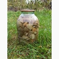 Маслята продам