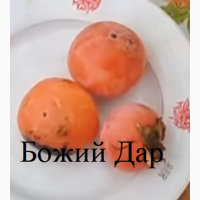 Саженцы хурмы