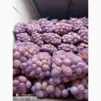Продам картоплю сорт Беларосса 2 репродукция и