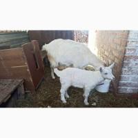 Продам кізочку (1 місяць)