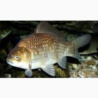 Куплю карась(живой)