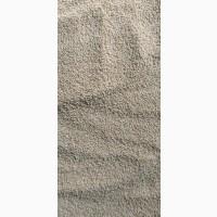 Насіння амаранту від виробника