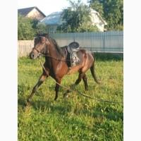 Продам коня, УВП, мерин