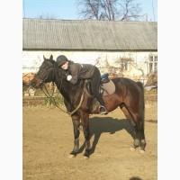 Продам коня, УВП, мерин