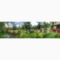 Продам Пасеку