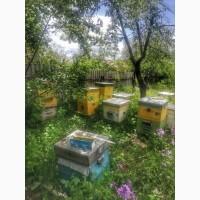 Продам Пасеку