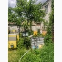 Продам Пасеку