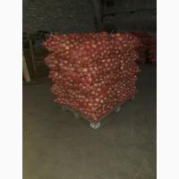 Продам Цибулю