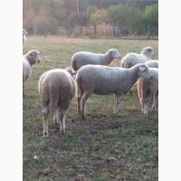 Продам овець породи Меринос, Мериноланд