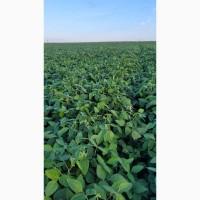 Насіння сої ГМО Олдхем