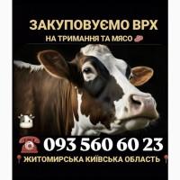 Закупівля врх Житомирська область на тримання та м#039;ясо