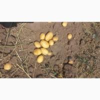 Картофель аризона