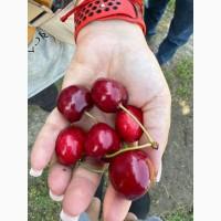 Продам Черешні