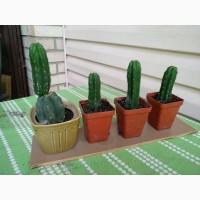 Продам Кактус Сан Педро ( San Pedro Trichocereus pachanoi Echinopsis pachanoi )