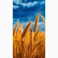 Агрофірма Купуємо Пшеницю 3кл по всій Україні