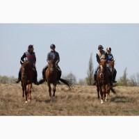 Дєнніки для ваших коней в ооренду