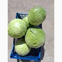 Продам капусту, сорт Сторідор