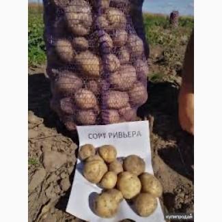 Посадкова картопля Рів’єра Дніпропетровська область купити, роздріб від 10 кг