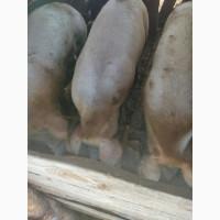 Продам органічних свиней живою вагою