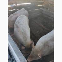 Продам органічних свиней живою вагою