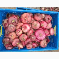 Продам ялтинську цибулю