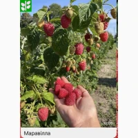Продам саджанці малини