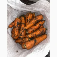 Продам моркву Каскад