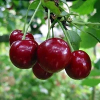 Куплю вишню оптом