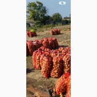 Продам товарну цибулю Штутгарт
