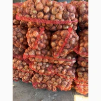 Продам товарну цибулю Штутгарт