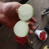 Продам товарну цибулю Штутгарт