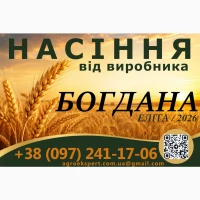 Насіння. Озима пшениця Богдана, еліта 2026