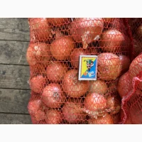Продам цибулю