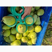 Продам яблука