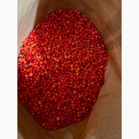 Горобина червона продам